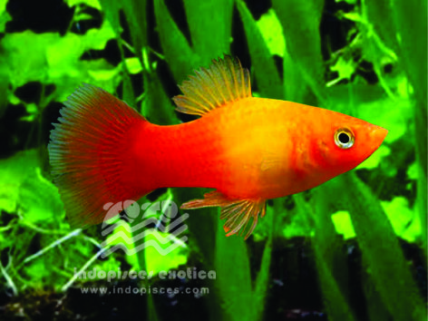 Xiphophorus Maculatus Sunset